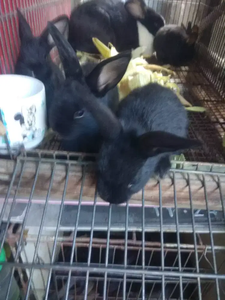 Anak kelinci lucu
