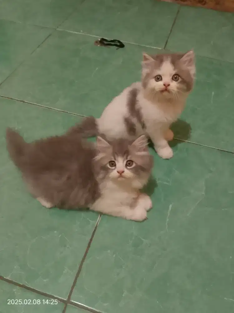 Kucing Ras Anggora Persia