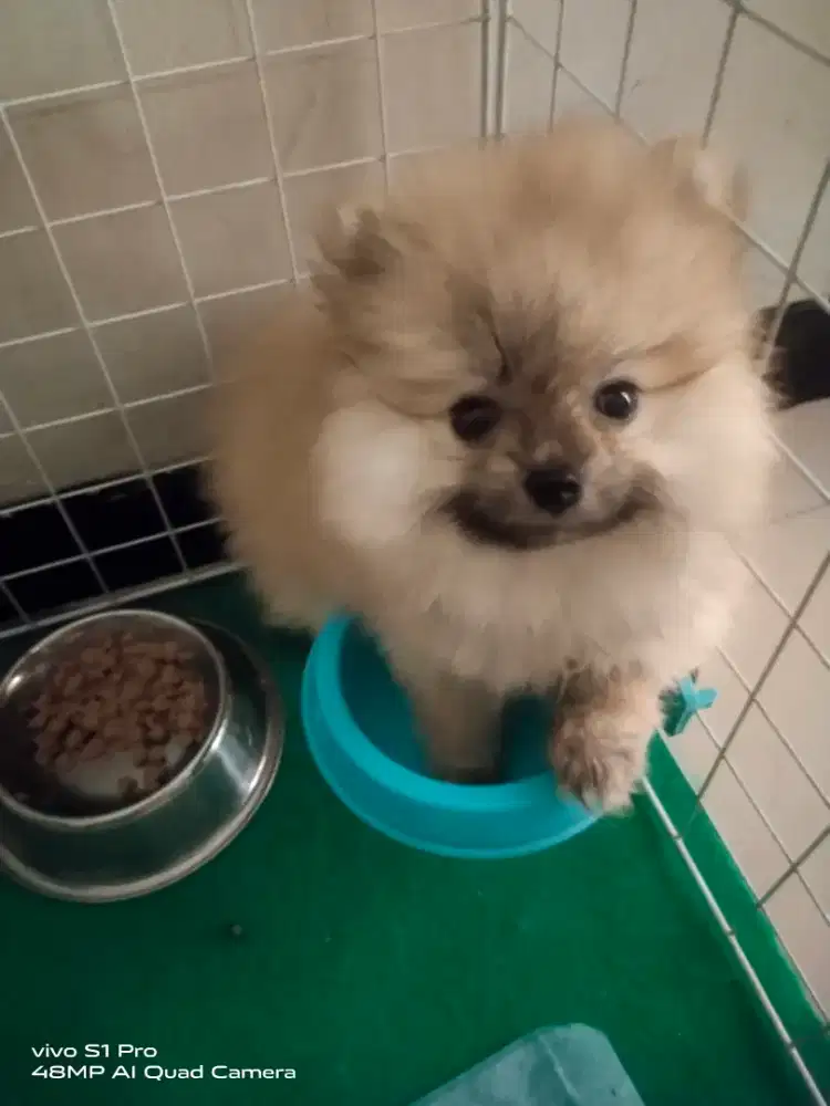 Jual Minipom Female (Micro Teacup)