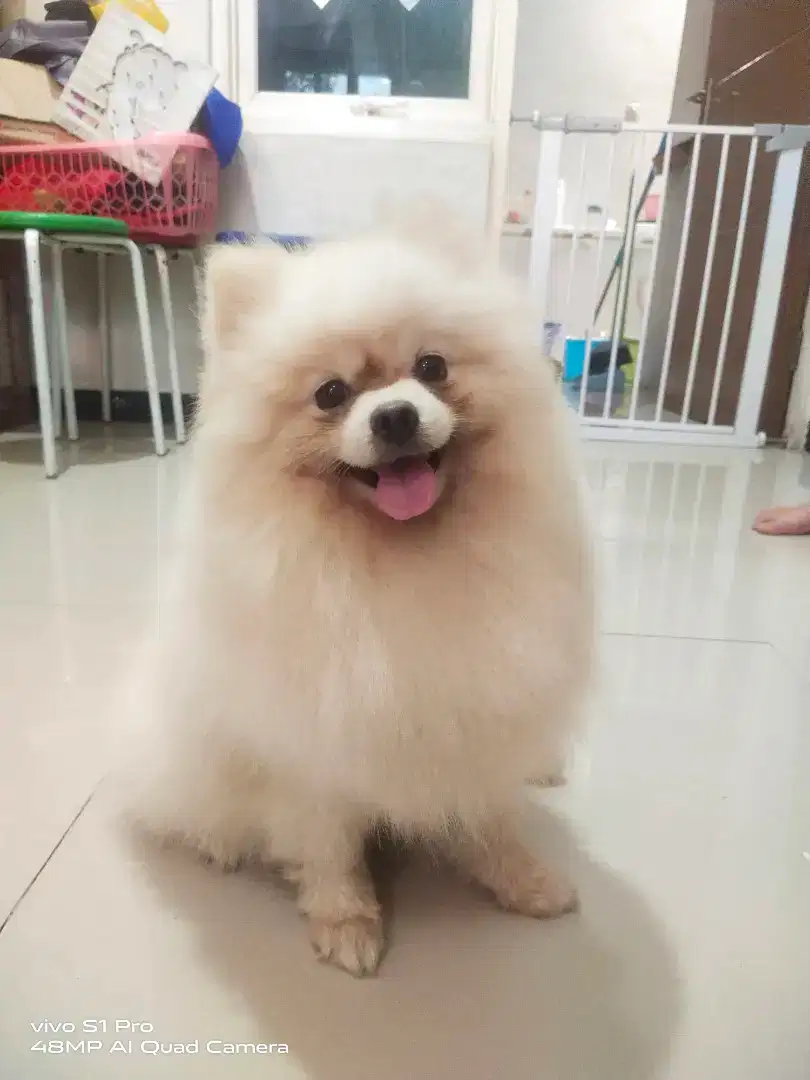 Pacak Minipom Jantan