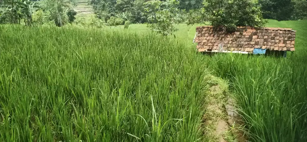 SAWAH IRIGASI SUBUR PRODUKTIF