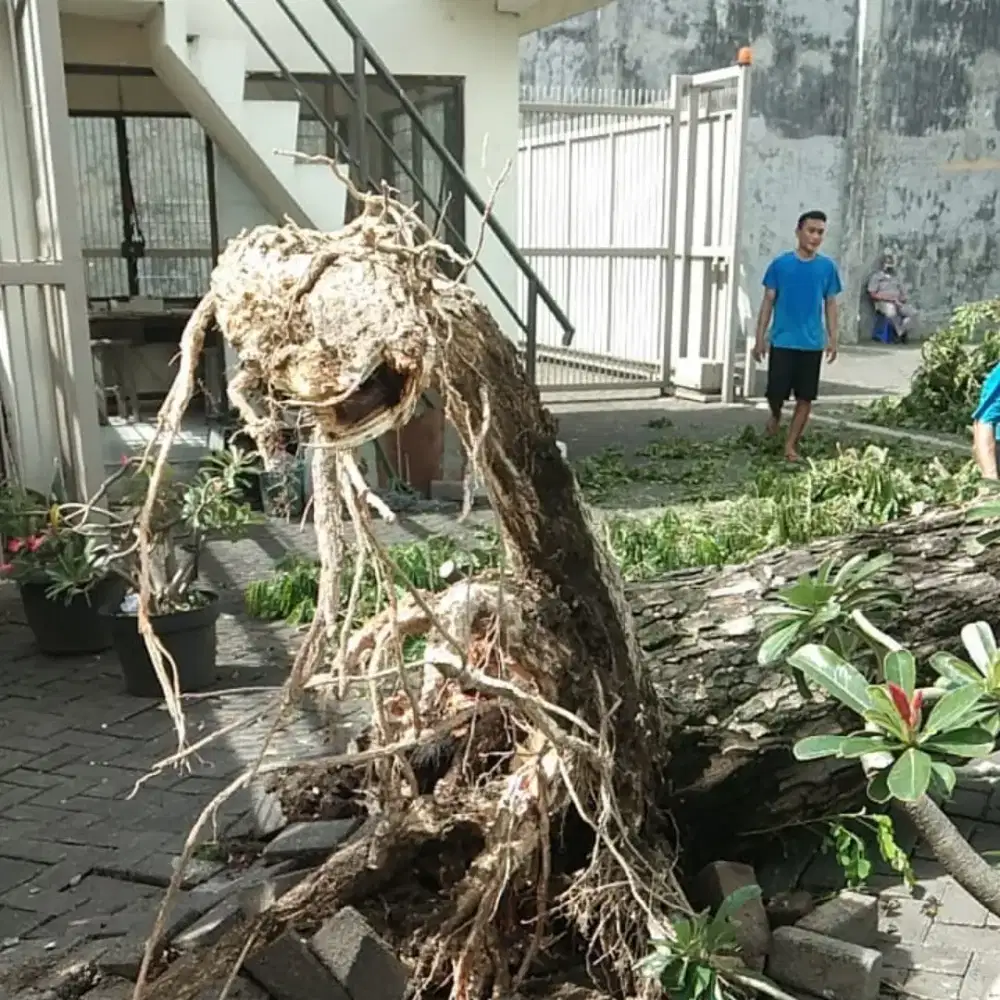 Jasa potong pohon Surabaya sekitarnya