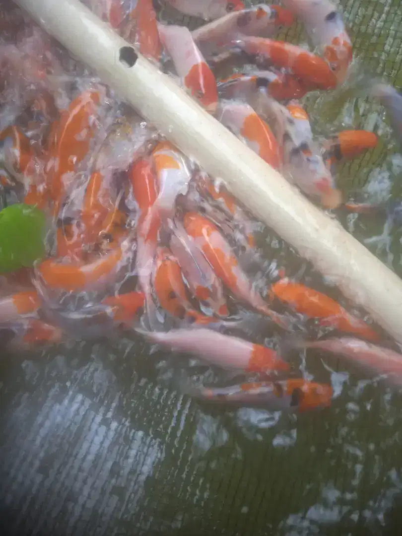 Jual bibit ikan emas koy ikan redy yg minat cat WA