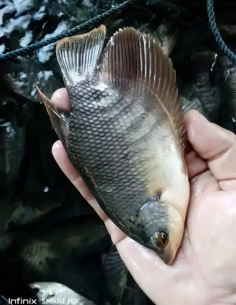 Jual bibit ikan gurame ikan redy yg minat cat WA