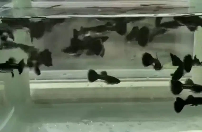 GUPPY BLACK MOSCOW
