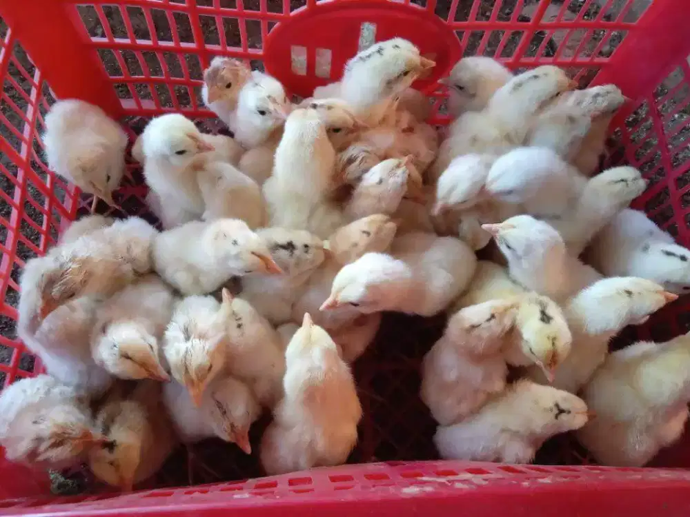 DOC Ayam ELBA Petelur Isi Campur