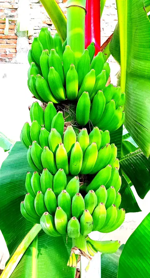 Pisang raja super