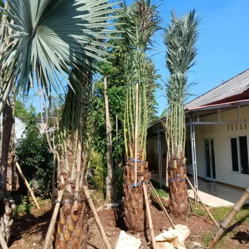 Jual pohon palm kurma tampungan