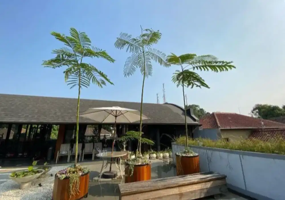 Pohon Solobium/pakis Brazil