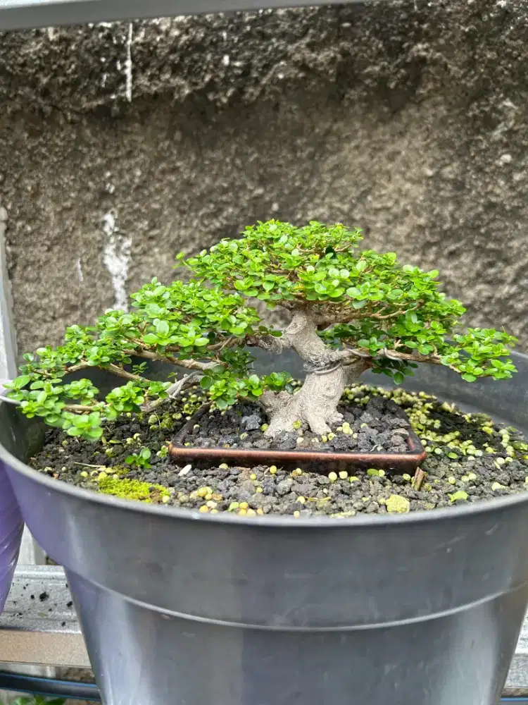 bonsai sancang / tanaman bonsai sancang / tanaman bonsai