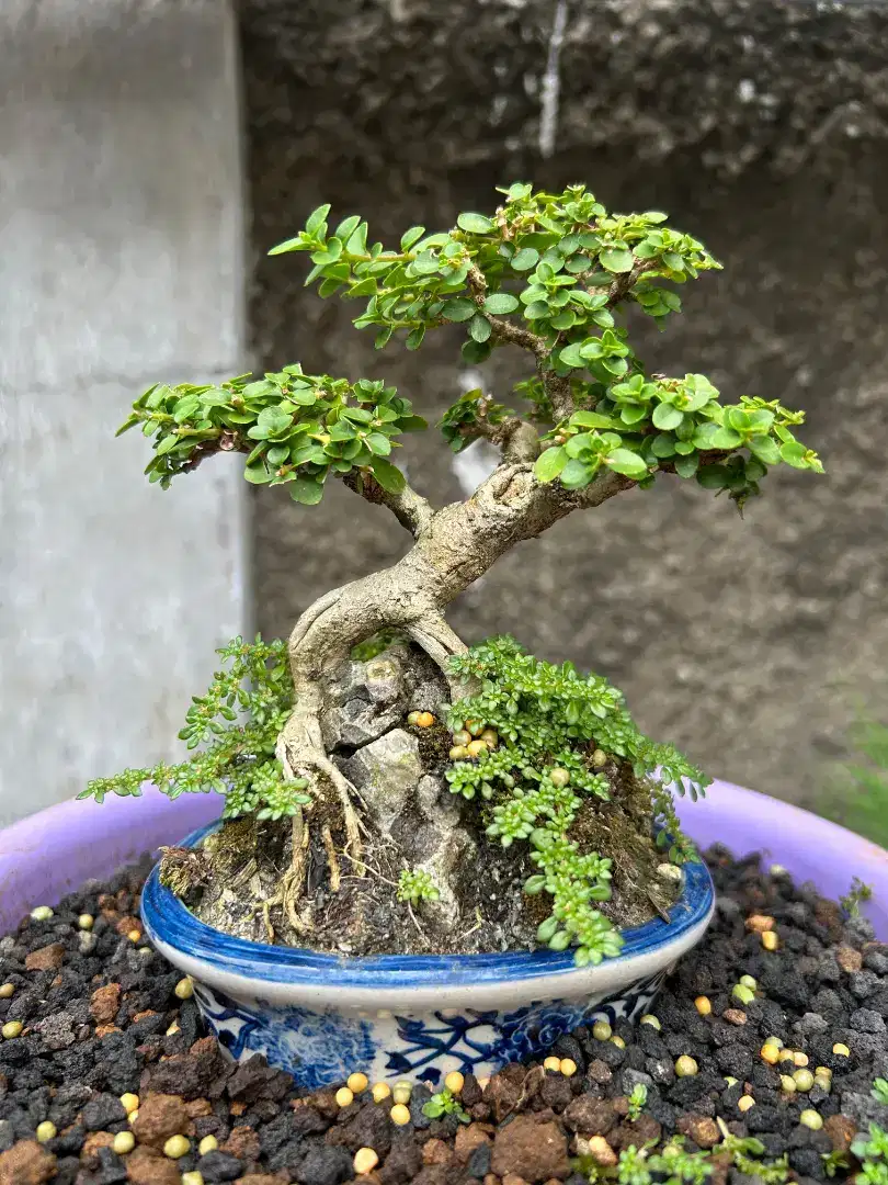 bonsai sancang mame / bonsai sancang OTR