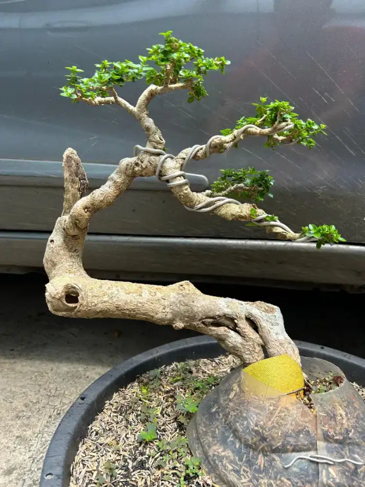 bonsai wacang / tanaman bonsai wacang