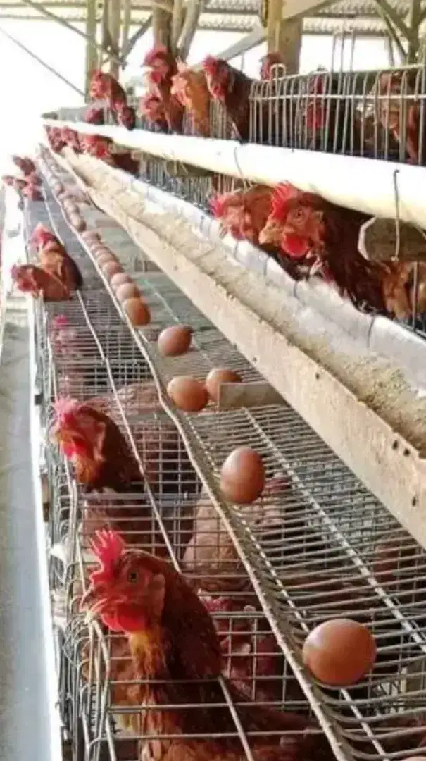 Ayam petelur umur 15 Minggu 75 ribu
