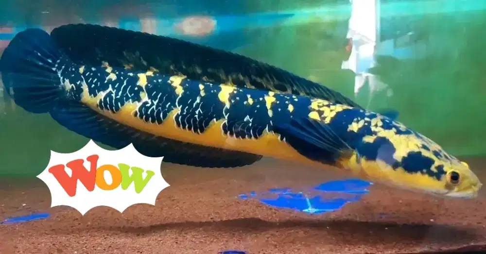 Channa yellow Sentarum 39cm