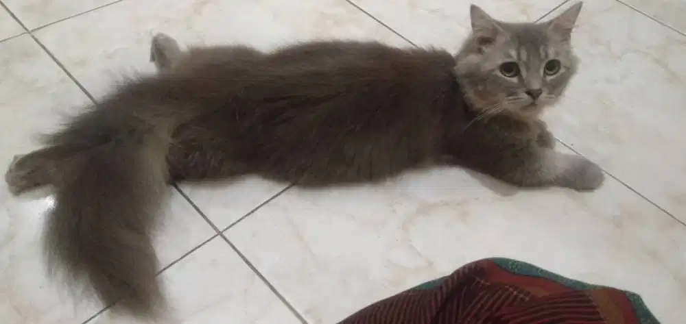 Kucing Munchkin Pejantan