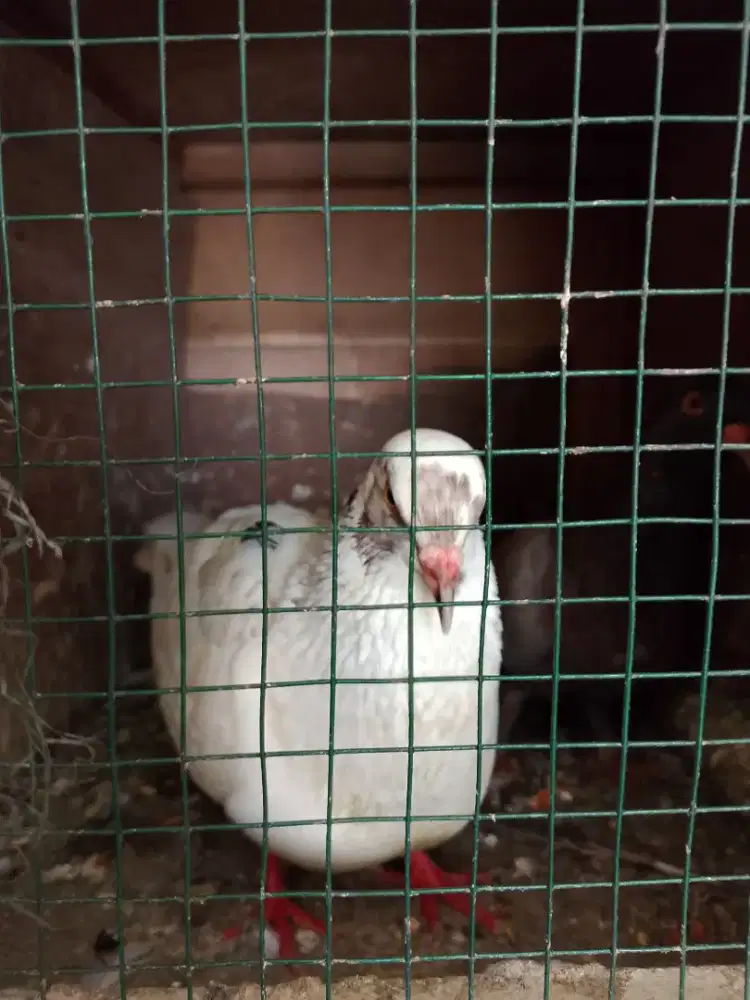 burung dara giring burung dara potong ready