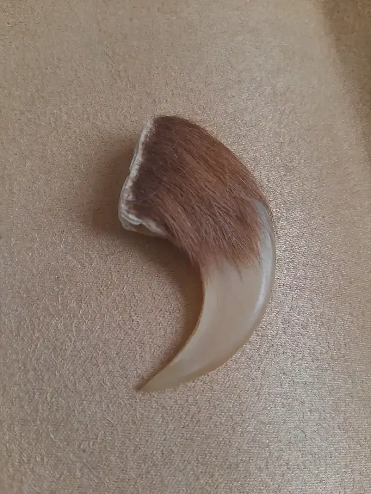 Kuku berkhasiat tinggi