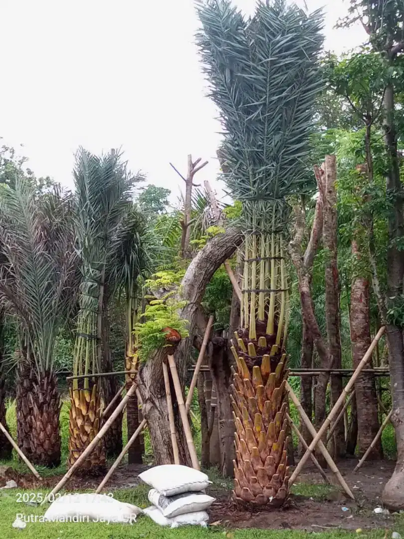 Pohon kurma azwa