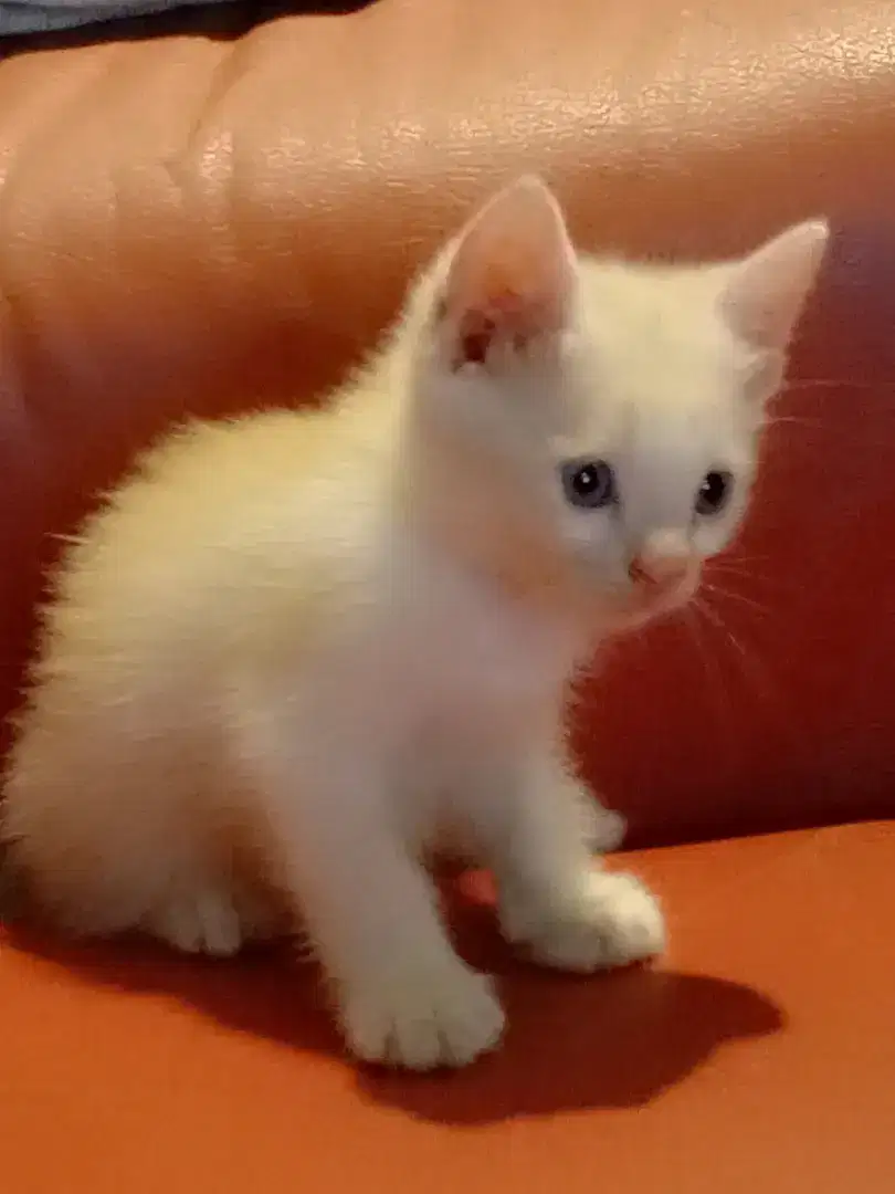 Kitten Persia Jantan Big Bone