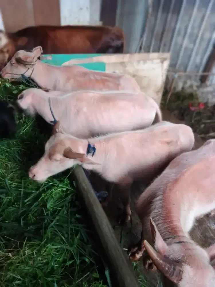 KEBO BULE 4 Ekor Bosss