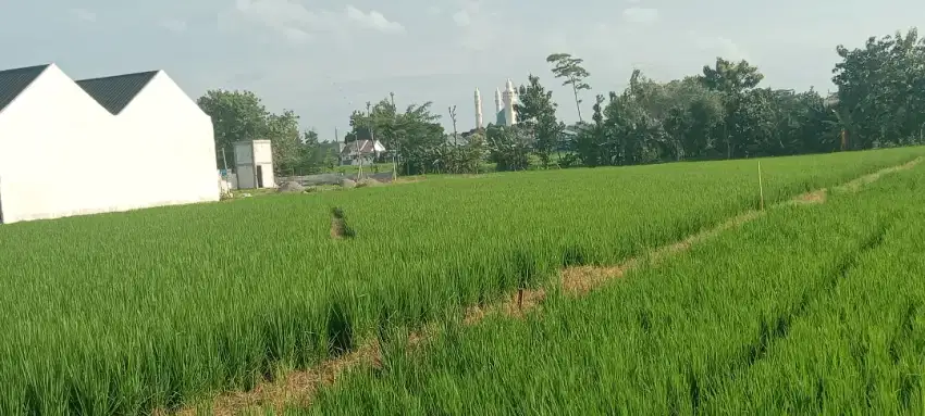 Sawah zona kuning papahan Karanganyar kota