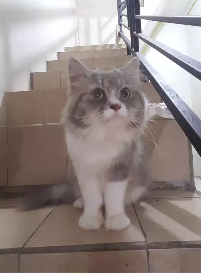 Kucing persia jantan