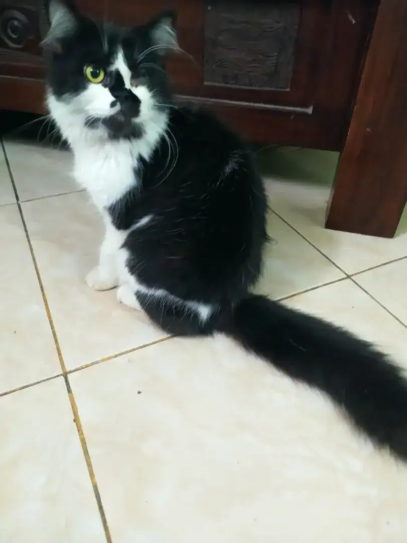 Lepas adopsi kucing persia