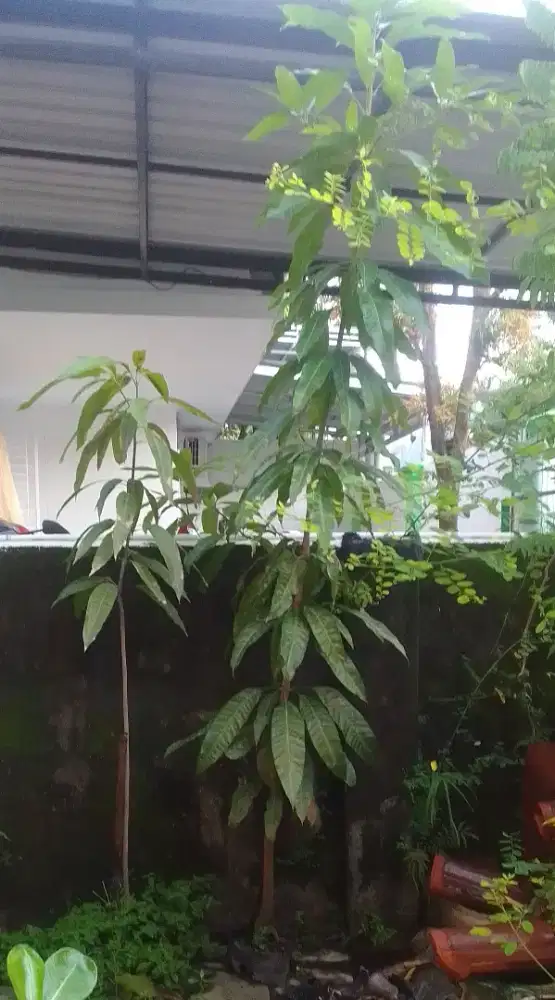 Bibit murah mangga golek super dan kanrejawa-harumanis