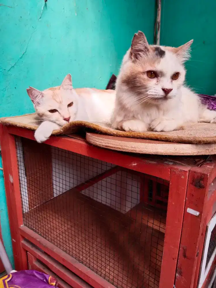 Jasa Penitipan kucing Sehat & Nyaman Ber AC