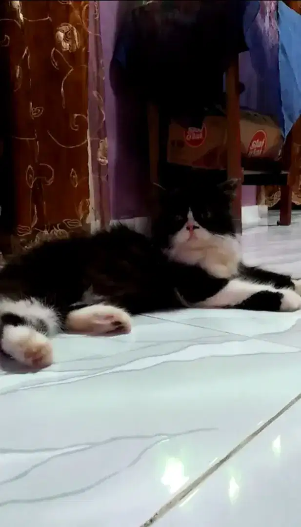 Kucing persia flatnose (betina)