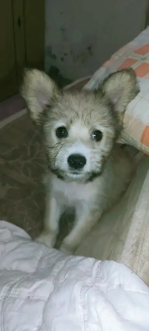 Anak Anjing Maltese mix corgie badan pendek bulu panjang.