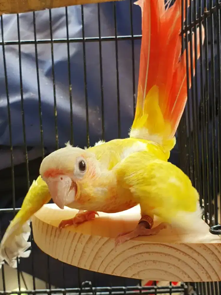Burung Suncheek Conure lolohan