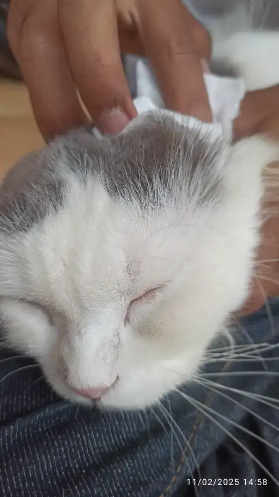 grooming kucing panggilan