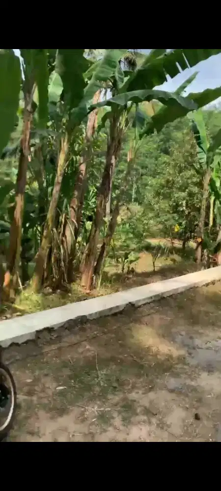 Jual tanah bonus pohon durian ada 50 pohon jumantono lt 3100m hrg 500j