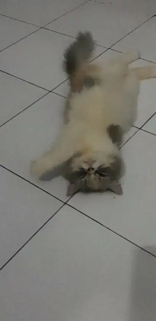 Betina peaknose calico