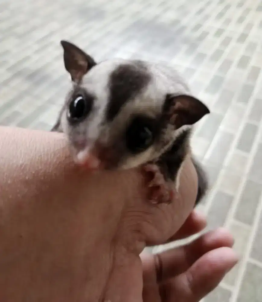 Joy sugar glider clasic