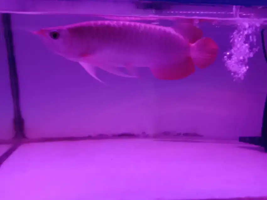 Ikan hias arwana  Super Red spek kwalitas size -+42an cm Up