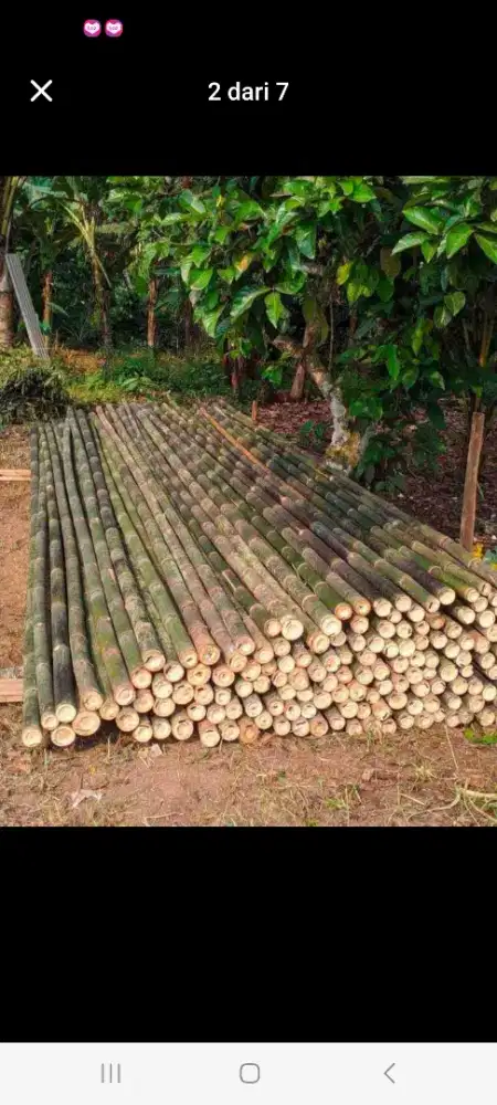 Bambu peoyek murah ukuran 6,7
