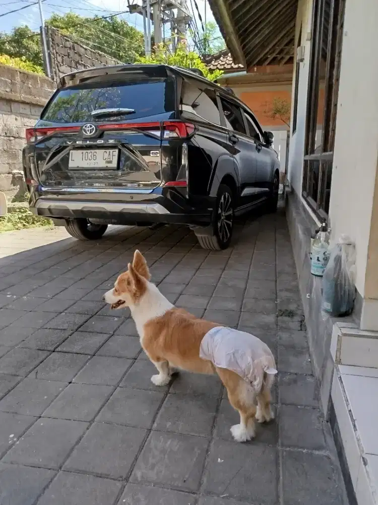 Corgy betina 2th stambum