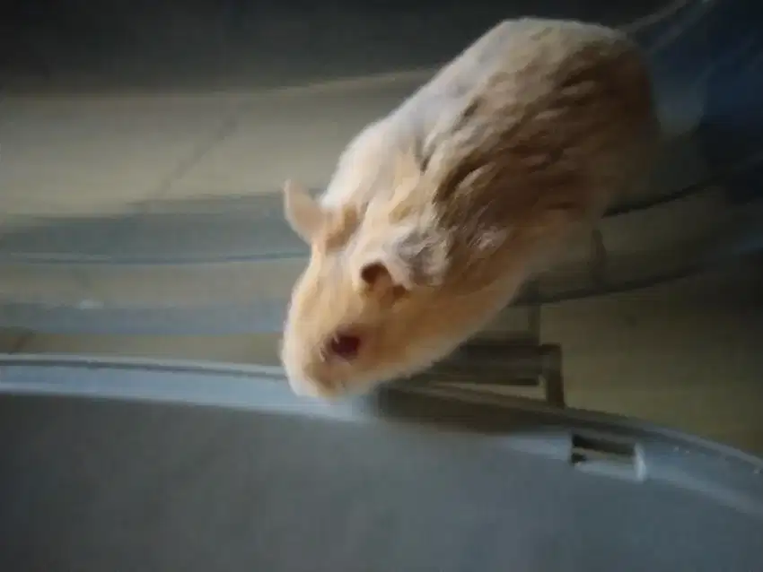 Hamster winter white