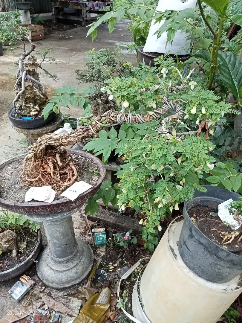 Bonsai Asam Saraf
