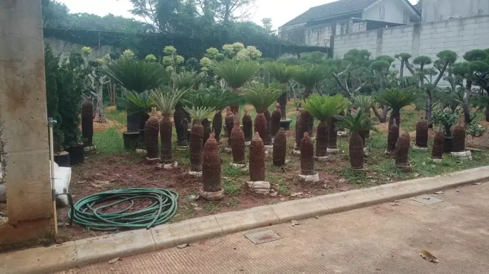 Palm sikas ready stok