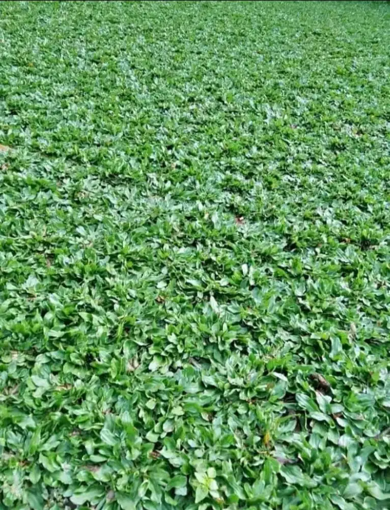 Tanaman rumput gajah mini