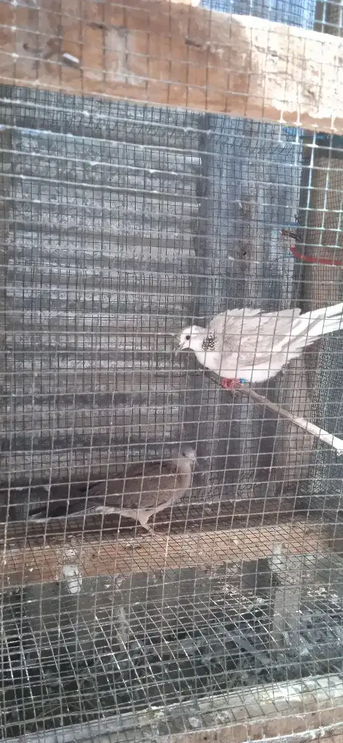 Sepasang INDUKAN Burung Derkuku / Tekukur (BACA DESKRIPSI IKLAN)