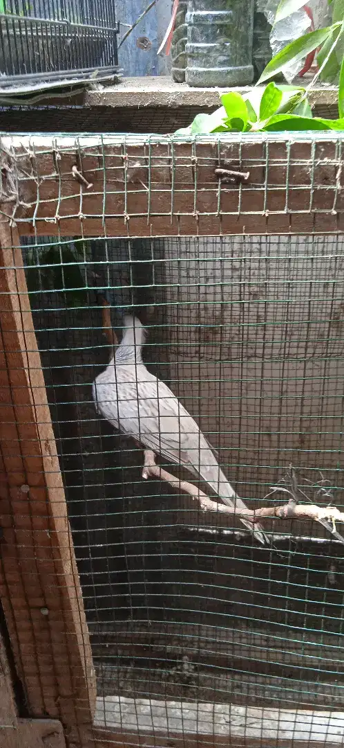 Sepasang INDUKAN Burung Derkuku / Tekukur (Baca Deskripsi Iklan)
