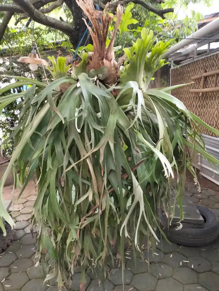 Tanaman Simbar menjangan