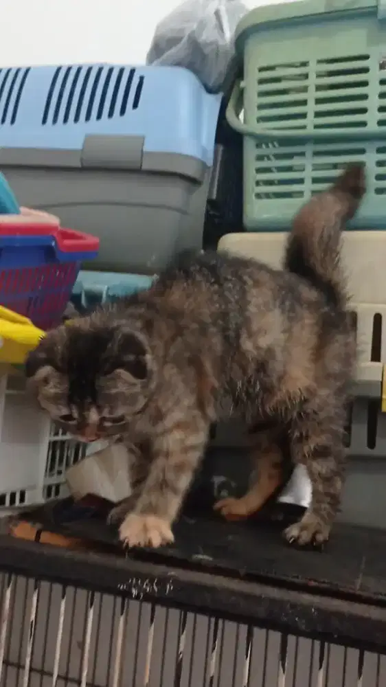 Scottish fold bsh antik istimewa telinga ngelipat