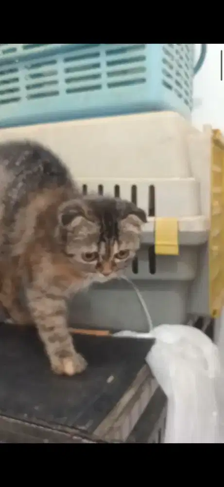 Scottish fold bsh antik istimewa telinga ngelipat