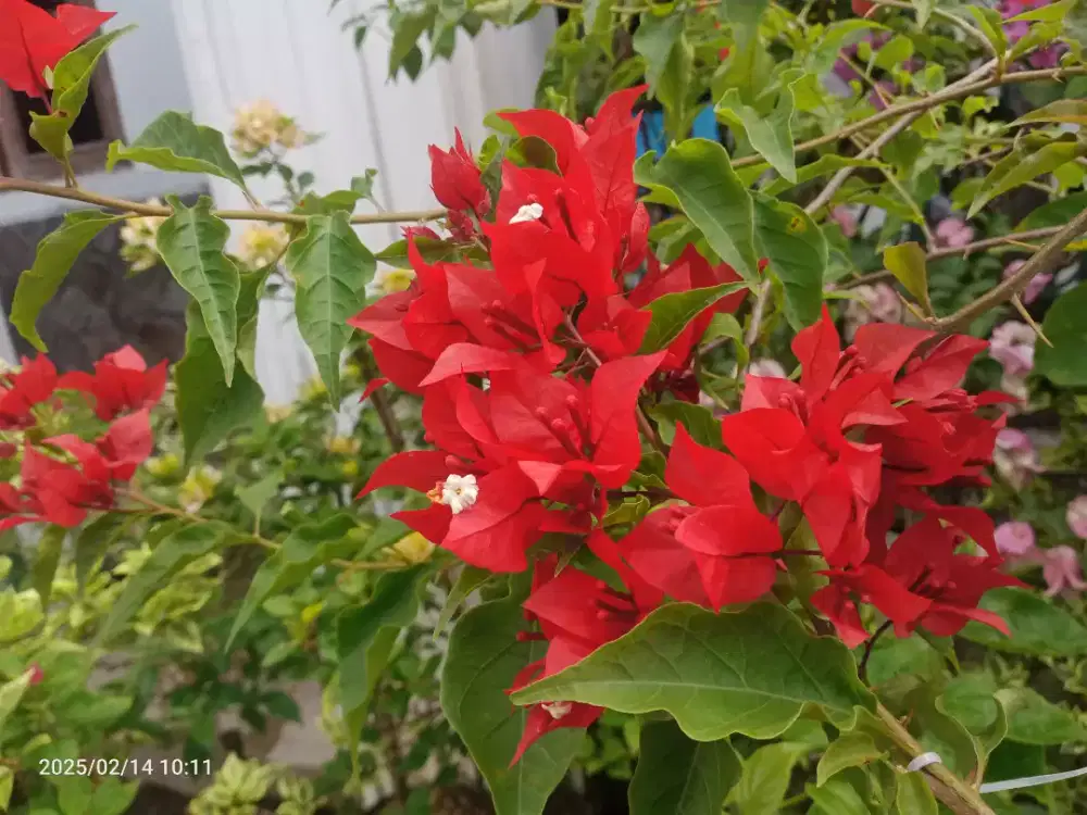 Bunga Bugenvil Bougenville Flame Oval, Fire Oval dll Subur, Rimbun