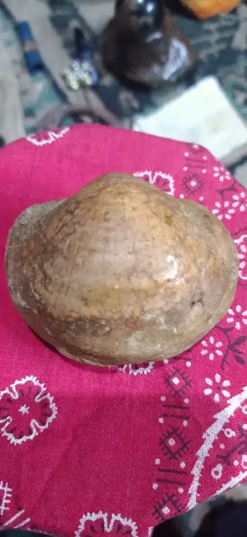 BATU FOSIL KIJING TEMUAN ALAM